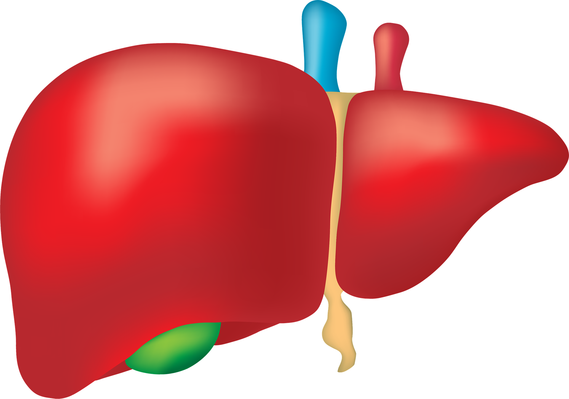 New Tool To Predict Outcomes In Cirrhosis Of The Liver BCM