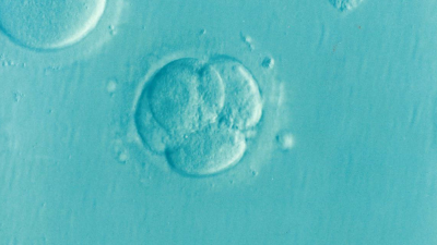 embryo