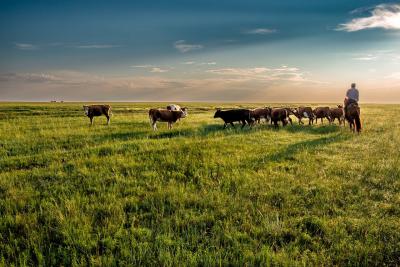 A photo of cows being herded by a man on a horse 